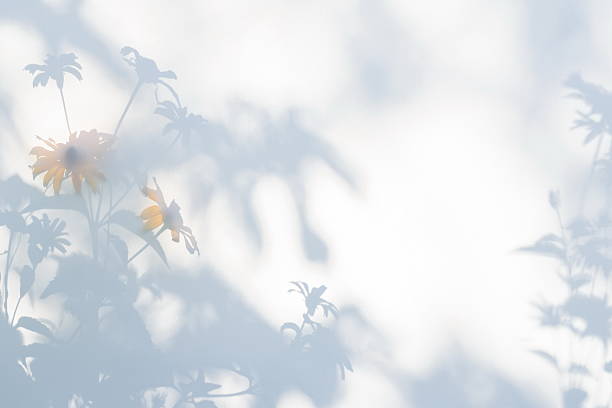 Shadows of flowers on a white semi-transparent cloth