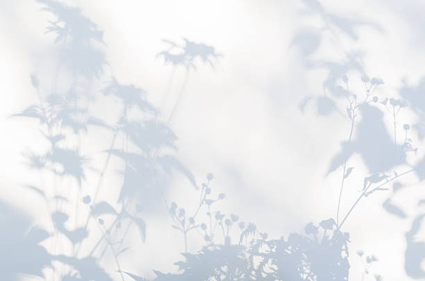 Shadows of flowers on a white semi-transparent cloth Shadows of flowers on a white semi-transparent cloth focus on shadow stock pictures, royalty-free photos & images