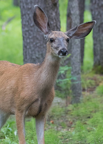 istock Mule Deer with Cockeyed Ears 585798614