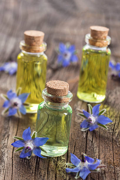 istock Borage oil Borago Officinalis 585798688
