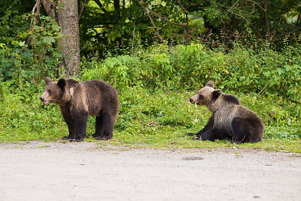 istock Two young bears came out of the woods 585799730