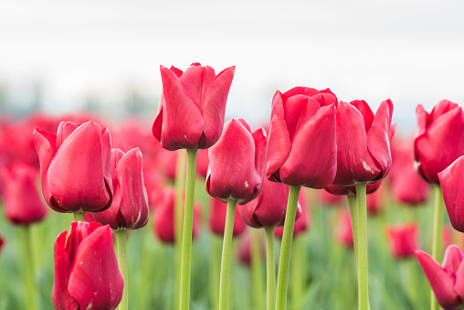 Closeup of many red tulips in field with stems and sky