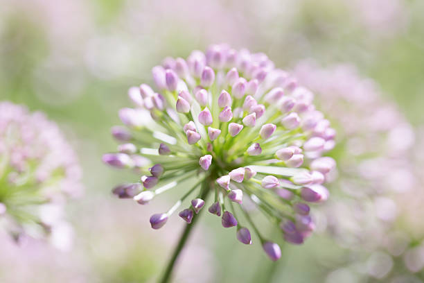 A singel Allium - Onion Flower in a garden.