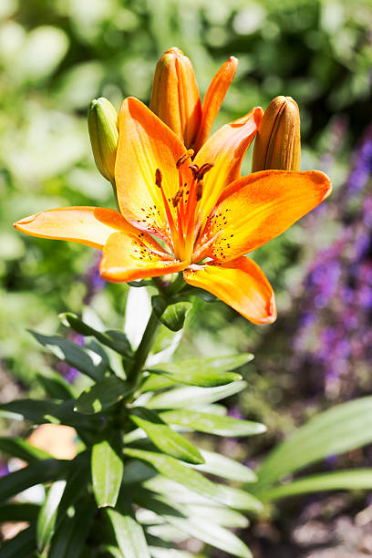 istock Orange and Yellow Asiatic Lily 585801350