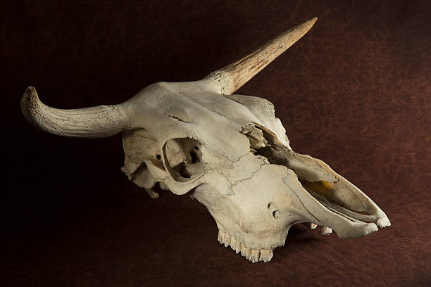 istock Steer Skull of brown background 585801788