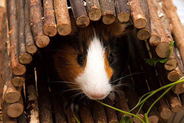 istock Little curious guinea pig eating parsley leaves 585802130