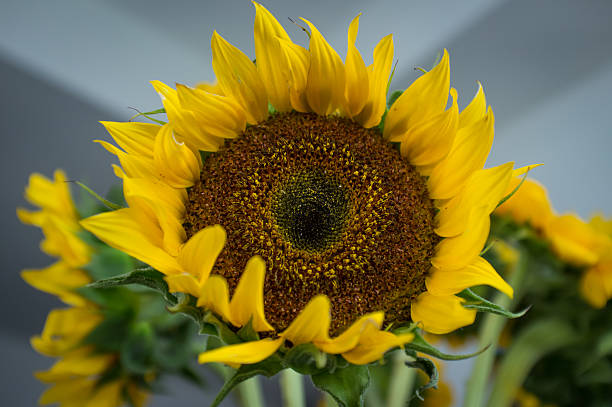 istock Bright Sunflowers Indoors 585802646