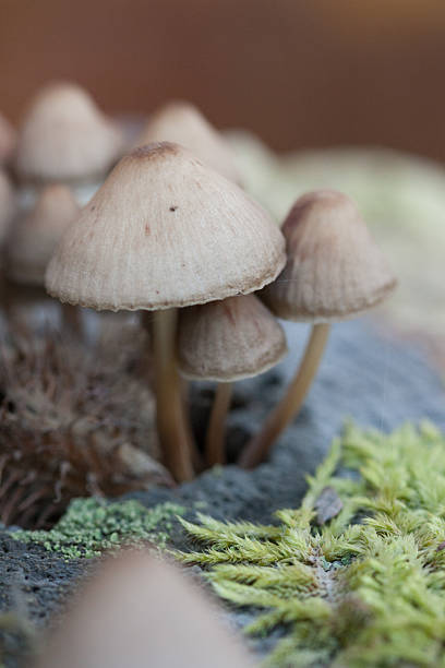 forest mushrooms stock photo