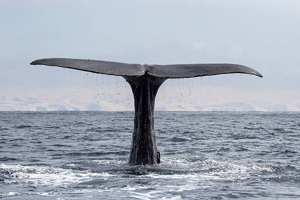 istock tail of a sperm whale at time when he dives 585804010