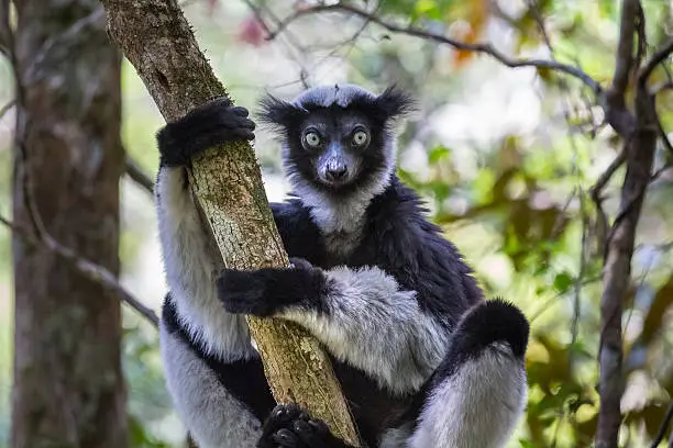 Endemic indri lemur in natural habitat. Madagascar