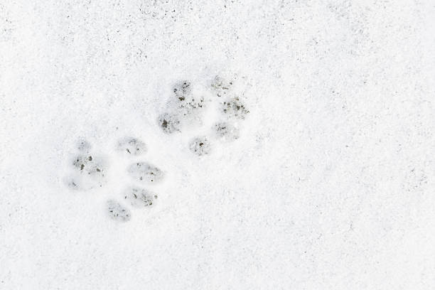 istock winter wonder land - tracks in the 585805660