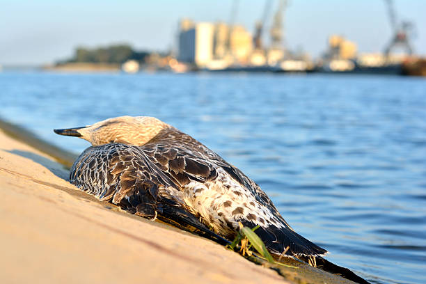 Pato Muertos En La Playa - Banco de fotos e imágenes de stock - iStock Pato Muertos En La Playa - Banco de fotos e imágenes de stock - iStock