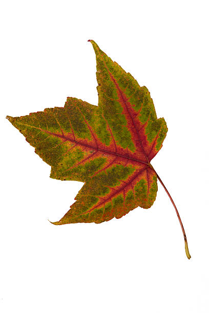 "zbieranie liści klon" - maple leaf audio zdjęcia i obrazy z banku zdjęć