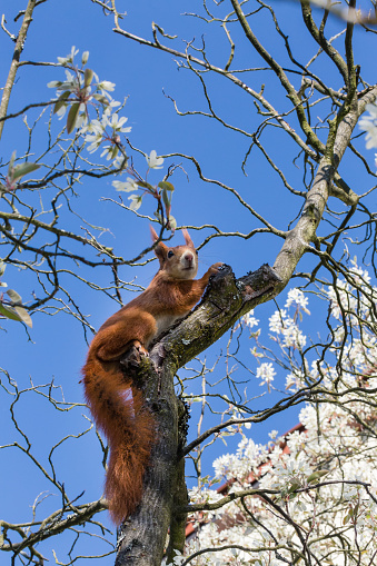 squirrel sitting in the branches of a tree