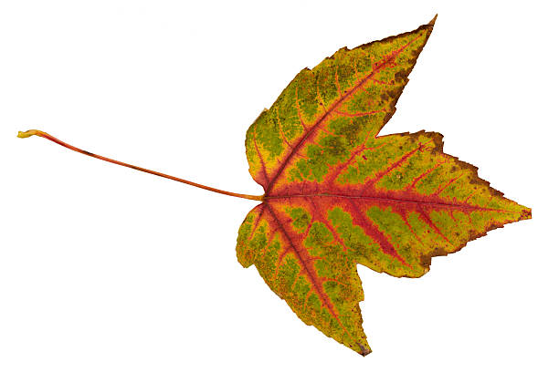 "zbieranie liści klon" - maple leaf audio zdjęcia i obrazy z banku zdjęć