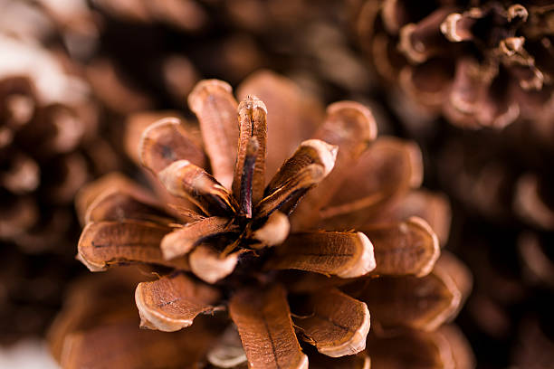 istock Pile of pine cones. 585807330