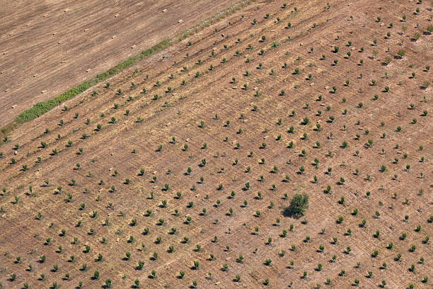 istock Aerial view of field 585808718