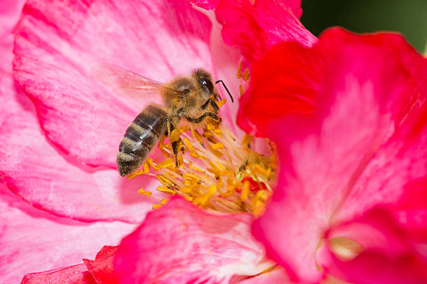 istock Bee in Poppy flower 585808814
