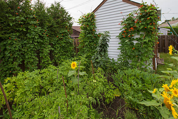 istock The traditional kitchen garden 585808858