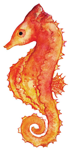 istock Watercolor seahorse red yellow orange isolated clip art vector 585809132