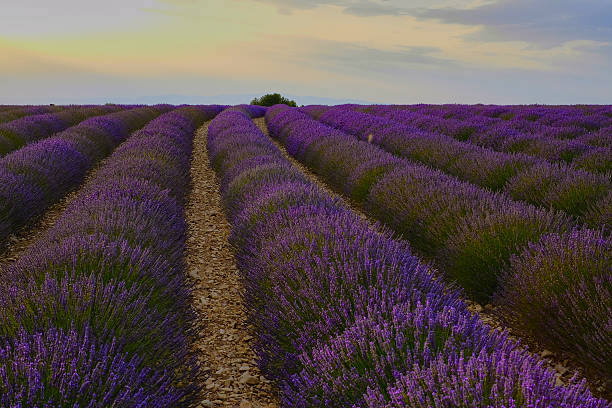 istock Field of lavender 585809422