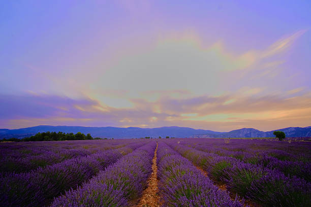 istock Field of lavender 585809550