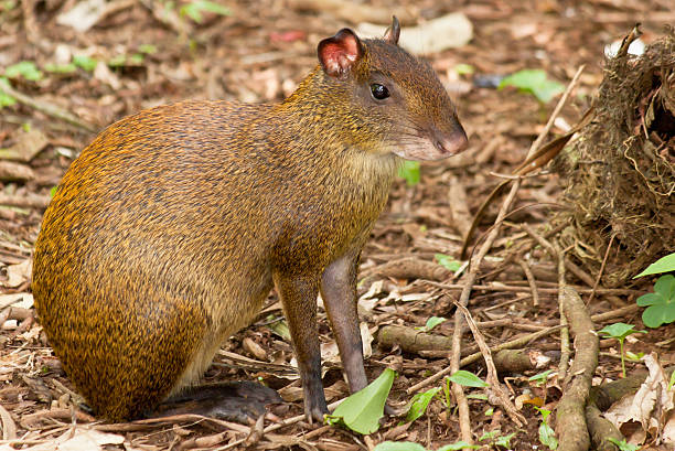 Agouti rodent The agouti at rest, ready to spring into action dasyprocta punctata photos stock pictures, royalty-free photos & images