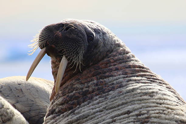 istock Walrus on ice floe in Canada 586043278