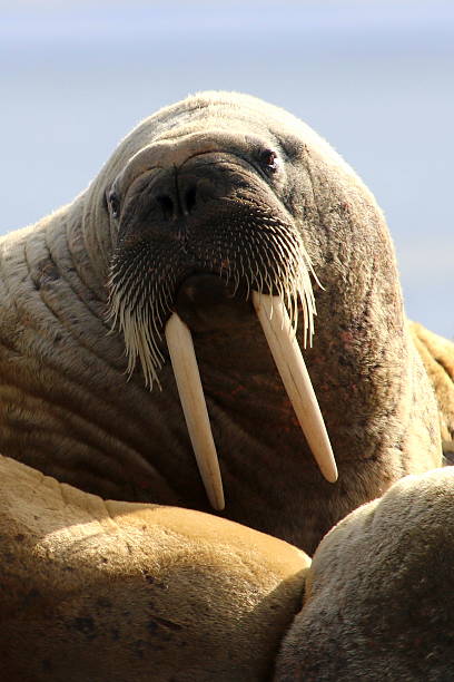 istock Walrus on ice floe in Canada 586043350
