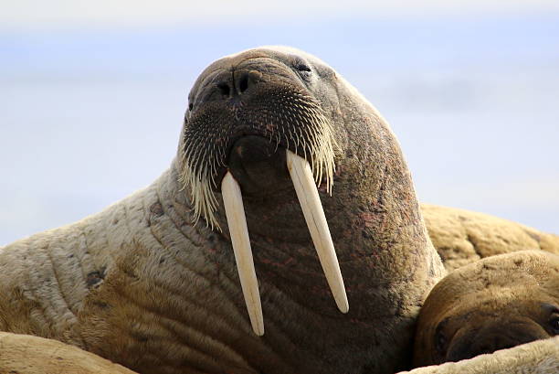 Walrus on ice floe in Canada Walrus showing its tusks on ice floe in Canada walrus photos stock pictures, royalty-free photos & images