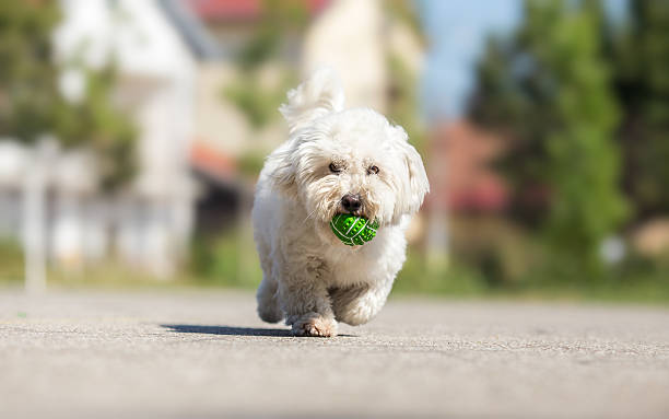 Playing fetch with cute white dog Playing fetch with cute white dog coton de tulear stock pictures, royalty-free photos & images