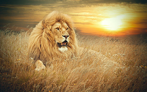 Lions  - foto stock