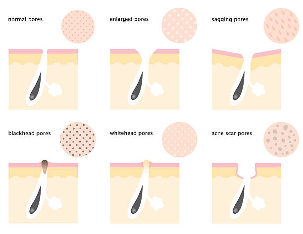 skin pores - delik illüstrasyonlar stock illustrations