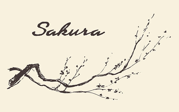ilustrações, clipart, desenhos animados e ícones de esboço ramo sakura flores ilustração vetorial. - asian culture pattern chinese culture backgrounds