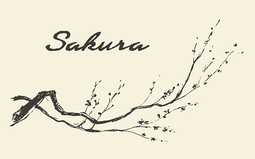 Sketch of branch of sakura with flowers. Vector illustration, engraved style