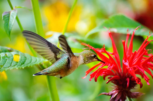 istock Hummingbird eating flower 586045770