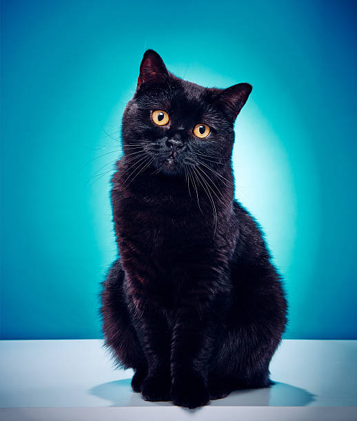 Innocent Black Cat stock photo