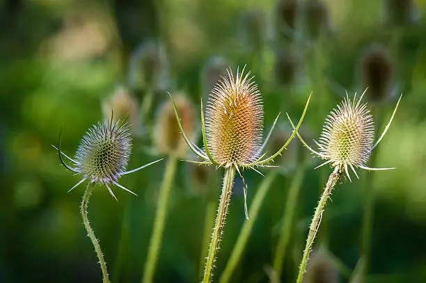 Three teasel plants sit in the front row of many more.