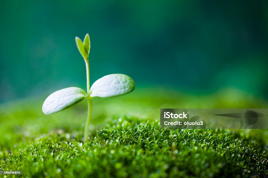 Cultivo de germen  - Foto de stock de Plántula libre de derechos