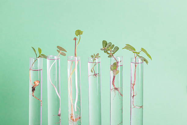 grape seedling in test tube stock photo