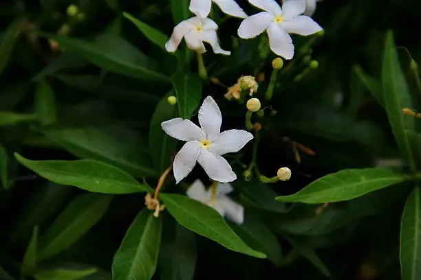 Photo of White flower in Thailand