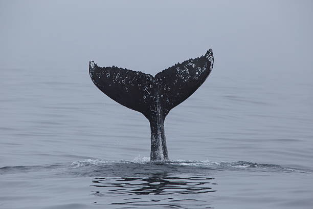 Humpback Whale tail slapping in Monterey Bay California stock photo