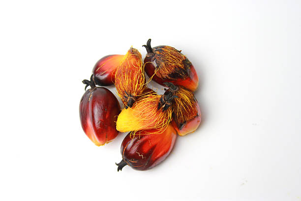 fresh palm oil eaten by birds