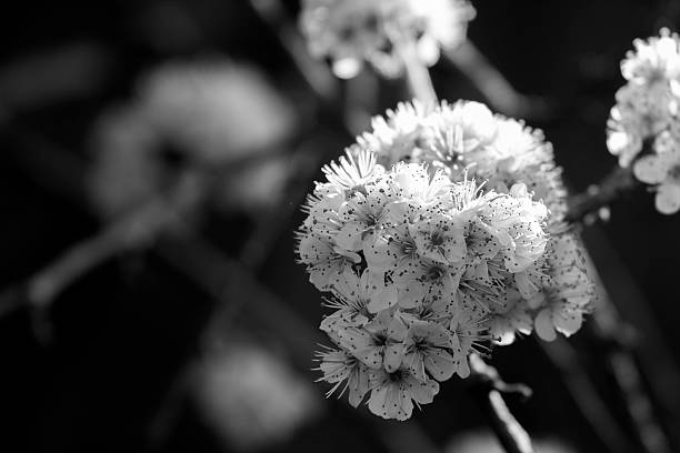 istock plum flowers in spring, cherry blossoms 586049758