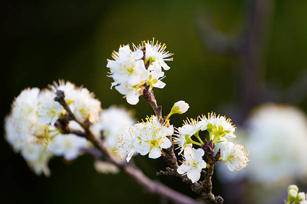 istock plum flowers in spring, cherry blossoms 586049944