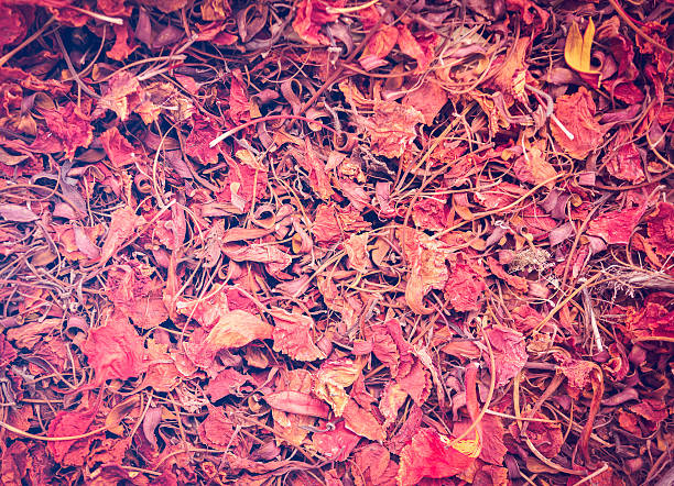 feuilles d’automne sur le sol de la forêt. avec filtre vintage - food wood vibrant color close up photos et images de collection