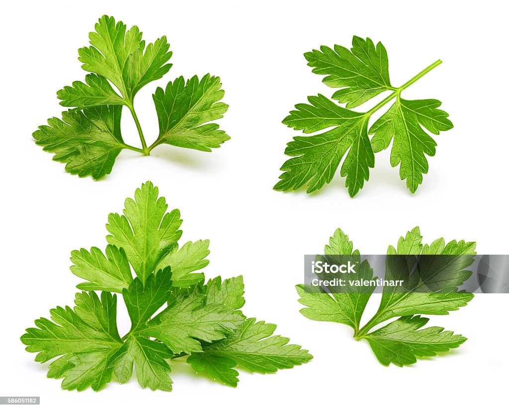 Parsley herb isolated Parsley herb isolated on white background. Parsley Stock Photo