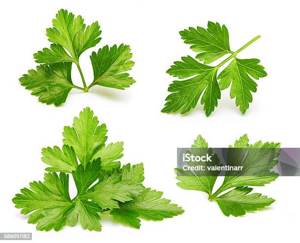 Parsley Herb Isolated Stock Photo - Download Image Now - Parsley, Cilantro, Cut Out