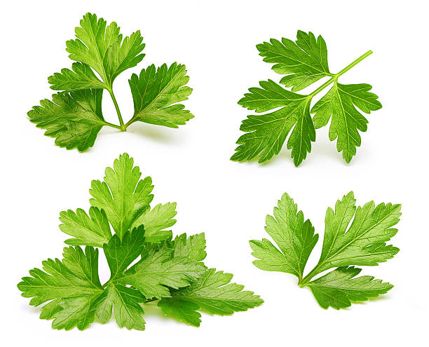 петрушка травяной изолированные - parsley garnish leaf freshness стоковые фото и изображения