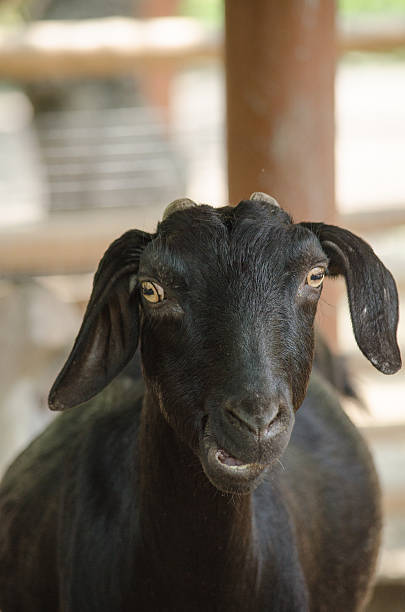 istock black domestic goat 586051818